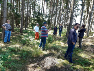 Menschen stehen in lichtem Fichtenhain