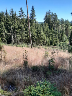 Bäume Waldstück issigau